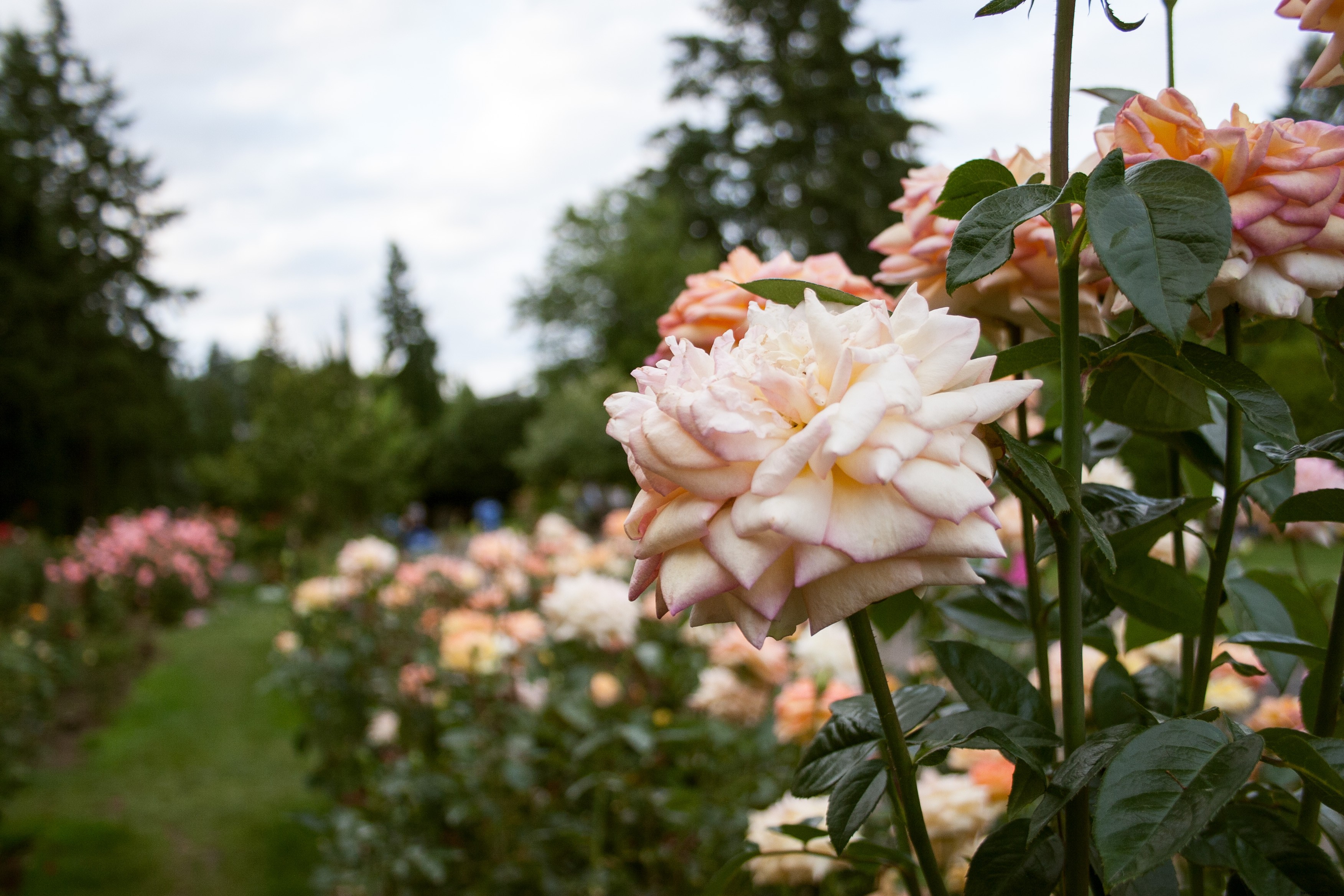 20 Hal Yang Membuat Portland Indah (dan Aneh) 